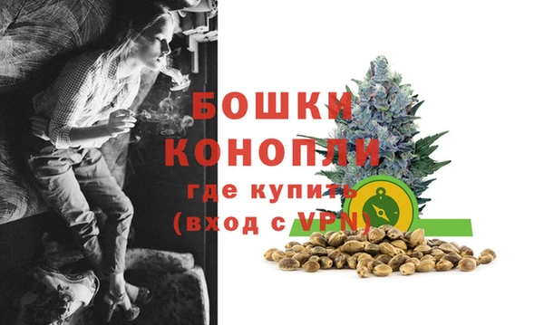 сатива Беломорск